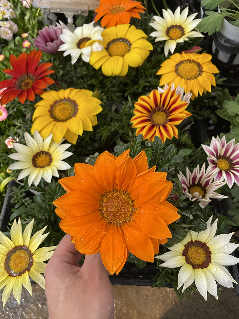 画像ギャラリー| ハマフラワーパーク安曇野 | 切花ギフト、洋ラン