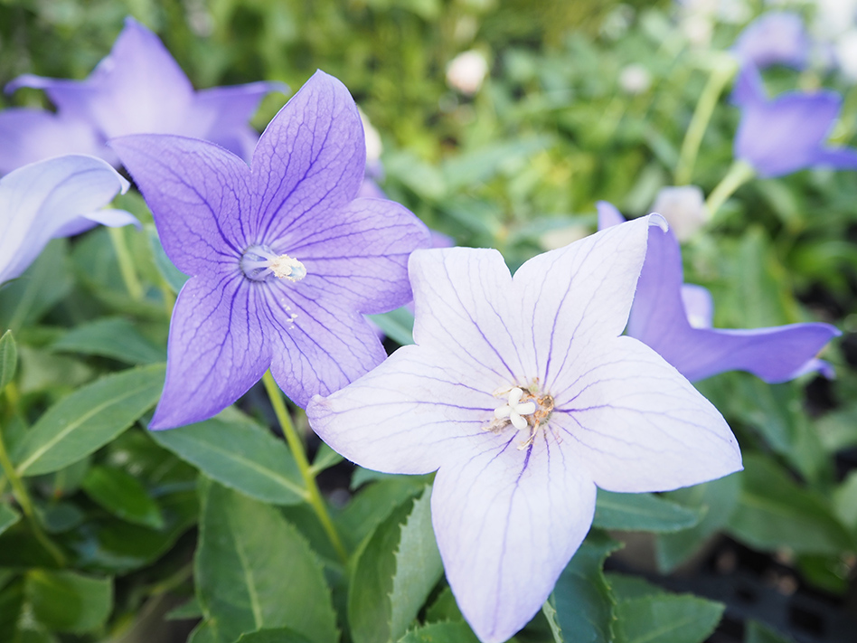 画像ギャラリー| ハマフラワーパーク安曇野 | 切花ギフト、洋ラン